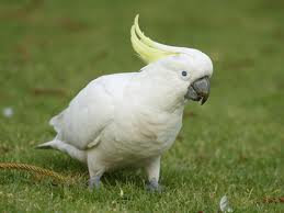 Cockatoo parrot